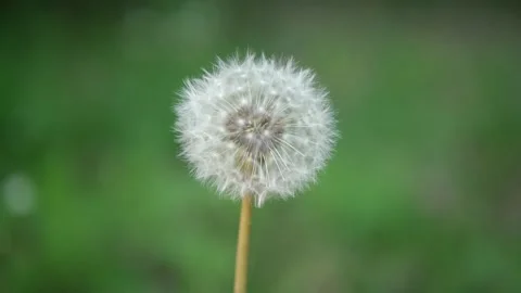 Close up of Dandelion in the forest Video stock 132348506