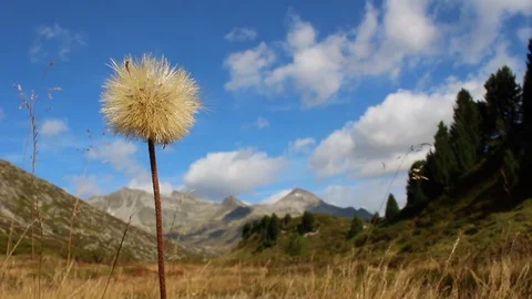 Close up of a dandelion in front of a striking mountain setting Stock Footage 116279642