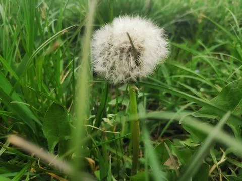 Close-Up of Dandelion in Grass 스톡 사진