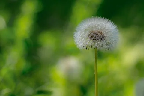Close up of the dandelion on the green background. 스톡 사진