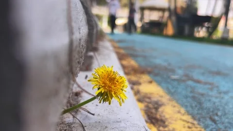 Close-up of dandelion growing from curb by blue road with yellow edge Stock Footage 336953420