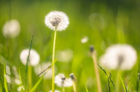 Close-up of dandelion growing Fotos de archivo