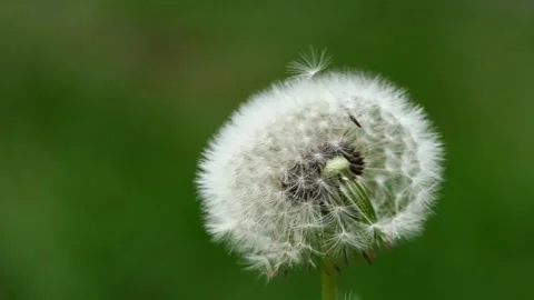 Close-up dandelion hairs blowing in the wind Stock Footage 240384350