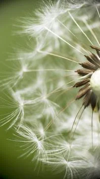 Close up of a Dandelion Head Foto stock