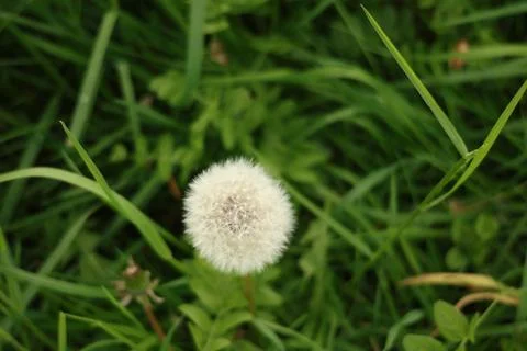 Close Up Of Dandelion Heads Stock Photos