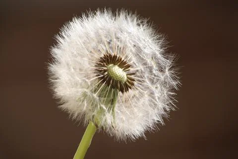 Close up of a dandelion looking inside. Macro shot Stock Photos