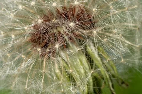 Close dandelion macro. Stock Photos