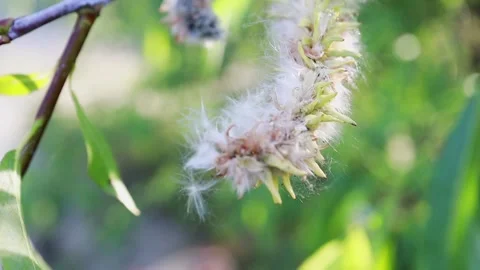 A close-up of a dandelion moving in the wind Video stock 328184617