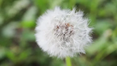 A close-up of a dandelion moving in the wind Video stock 328186024