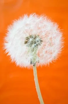 Close up of a  dandelion,  orange background Stock Photos