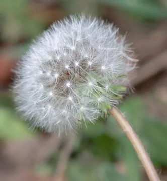 Close-up of dandelion with out-of-focus background Stock Photos