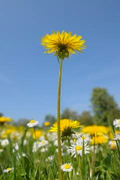 Close-up of Dandelion Stock Photos