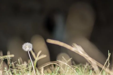 Close up of a dandelion Stock Photos