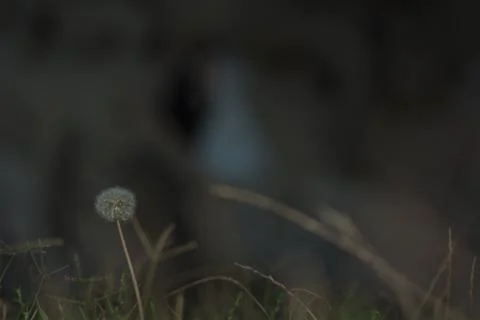 Close up of a dandelion Stock Photos