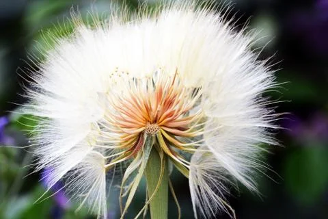 Close up of a dandelion Stock Photos