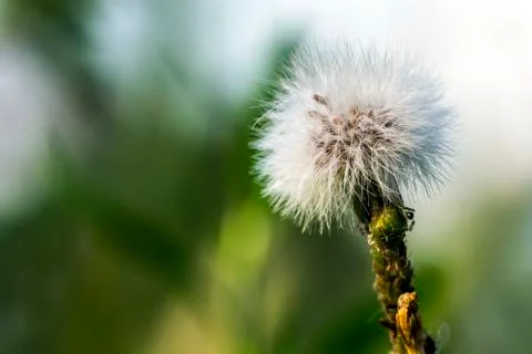 Close up of a dandelion Stock Photos
