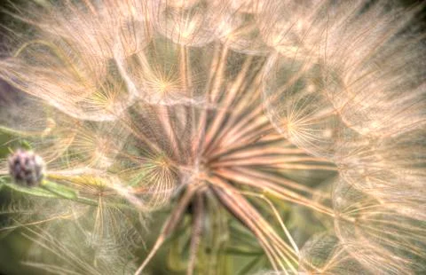 Close up dandelion 写真素材