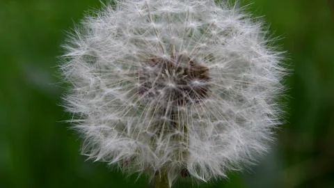 Close up of dandelion Stock Photos