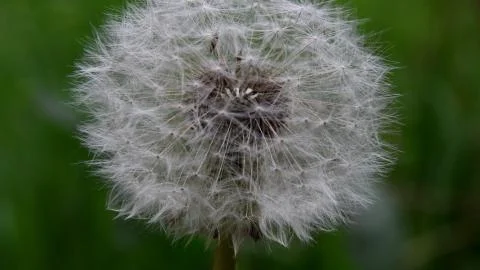 Close up of dandelion Stock Photos