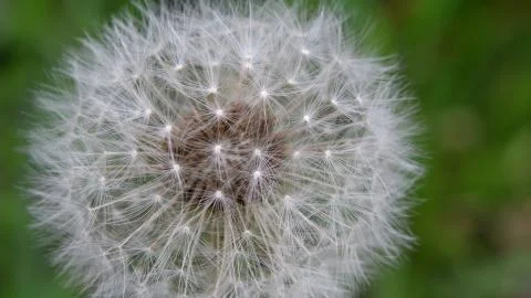 Close up of dandelion Stock Photos