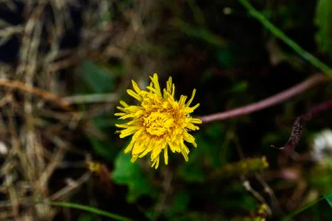 Close up of dandelion Foto stock