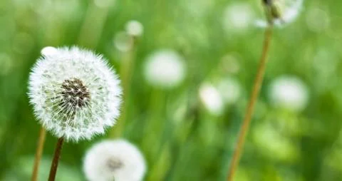 Close up of a dandelion Stock-Fotos