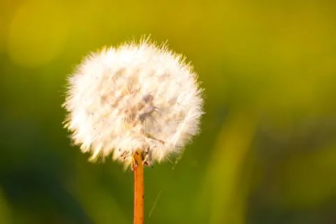 Close up of dandelion Stock Photos