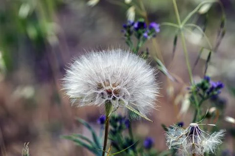 A close up dandelion Fotos Stock