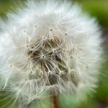 Close up of a dandelion Stock-Fotos