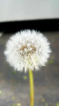 A close-up of a dandelion Stock Photos