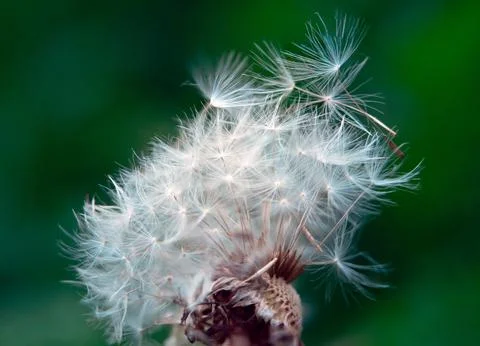 Close up of dandelion Fotos de archivo
