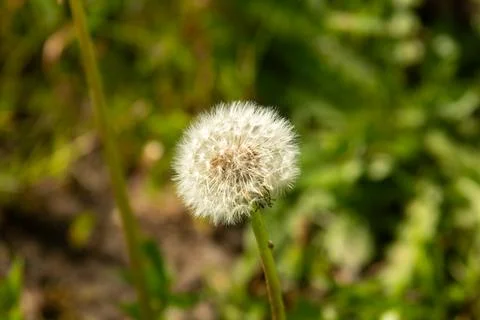 A close-up of a dandelion Stock Photos