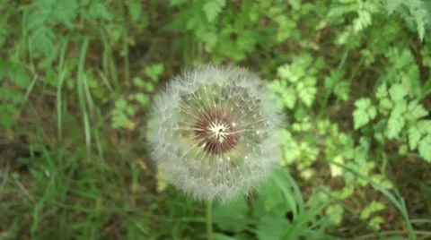 Close up of a dandelion (plant). Vídeos de archivo 50022663