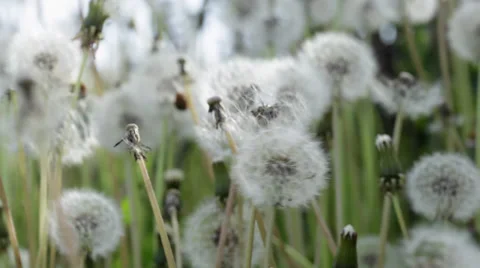 Close-up dandelion puff balls gone to seed in a lawn Stock Footage 38872643