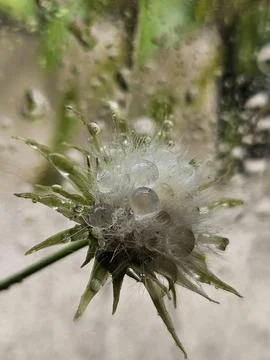 Close-up of a dandelion with raindrops Stock Photos