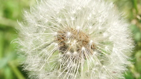 A close up of a dandelion ready for its seeds to blow away Stock Footage 155333009