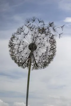 Close up of dandelion sculpture isolated from background  with copy space Stock Photos