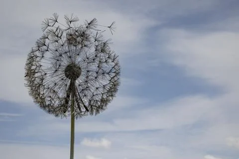 Close up of dandelion sculpture isolated from background  with copy space Stock Photos