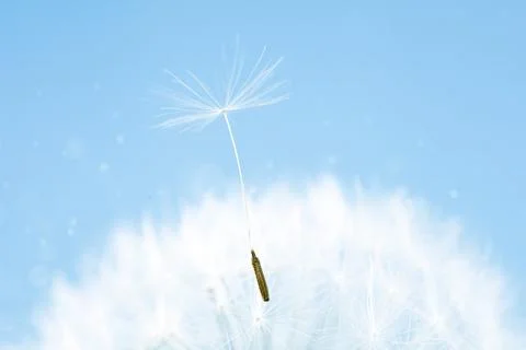 A close-up of a dandelion with a seed on a blue background with blurred lights. Stock Photos
