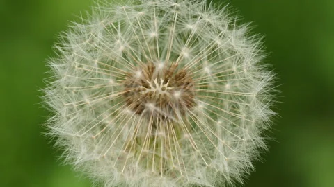 Close up of Dandelion seed flower 库存影片 162598152