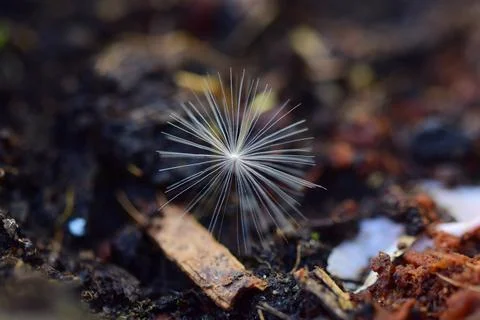 Close up of a dandelion seed on the ground Foto stock