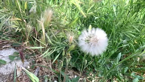 Close-Up of Dandelion Seed Head Blown by Wind, Releasing Seeds Stock Footage 280743946