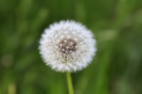 Close-up of dandelion seed head on blurred green background in natural settin Stock Photos