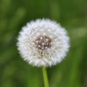 Close-up of dandelion seed head on blurred green background in natural settin Stock Photos