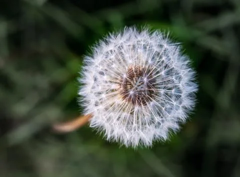 Close-up of a Dandelion Seed Head with Fluffy White Seeds Against a Soft Green Stock Photos
