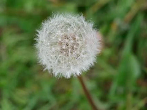 Close up of dandelion seed head Stock Photos