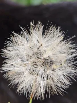Close-up of dandelion seed head Stock Photos