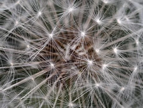 Close-up of a dandelion seed head Stock Photos