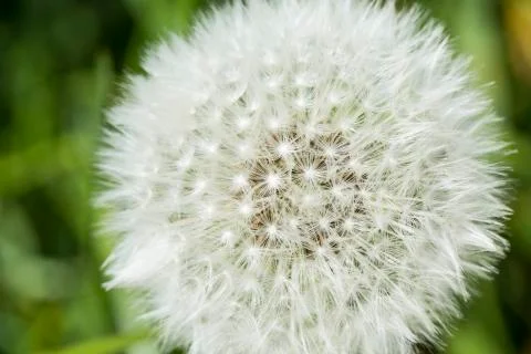 Close up of dandelion seed heads Stock Photos
