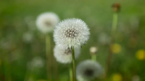 Close-up: Dandelion seed puffs in field Stock Footage 24685954